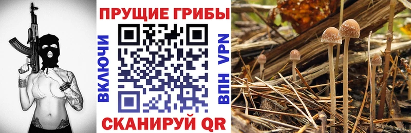 Псилоцибиновые грибы Magic Shrooms  Купить закладки  Новая Ляля 